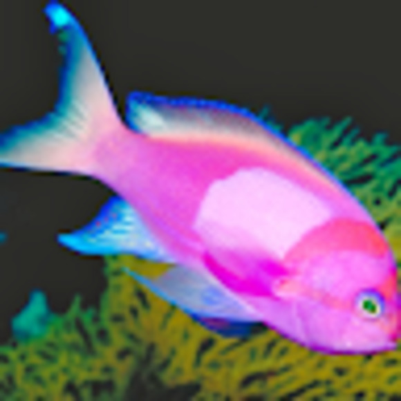 Meet your Posher, Nankee - Picture 1 of 1